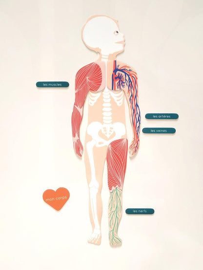 Ma Cabane à Rêves - magnetinis žaidimas - magnetai -  The Human Body (english version)